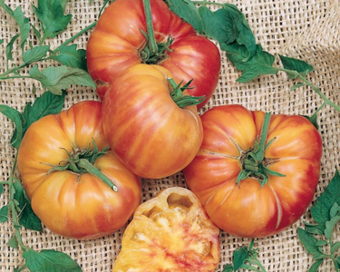 Old German Tomato Seeds